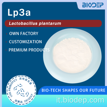 Polvere di Lactobacillus plantarum Lp3a ad elevata purezza (100 miliardi-900 miliardi di CFU/g)